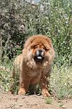 CHOW CHOW 149